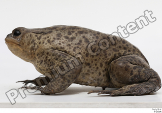 Toad  2 Bufo bufo whole body 0002.jpg